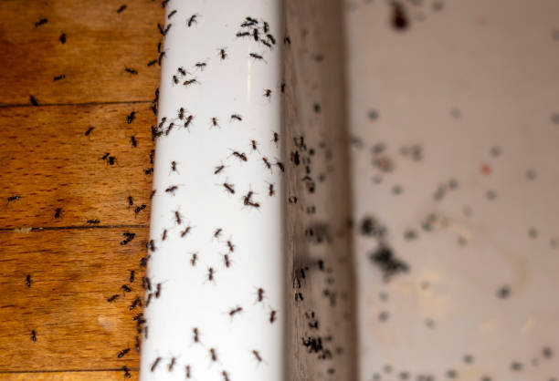 Best Exterminator Services  in Bylas, AZ
