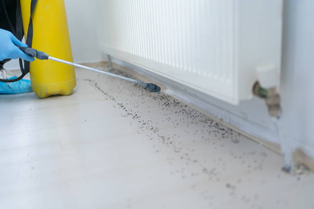 Best Residential Pest Control  in Bylas, AZ